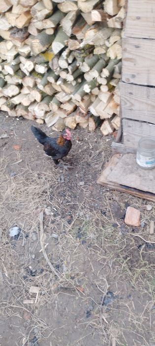 Американські кури