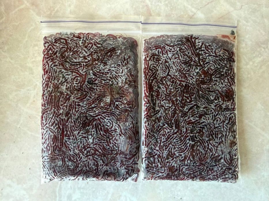 Мотиль кормовий ( фасовка або живий )