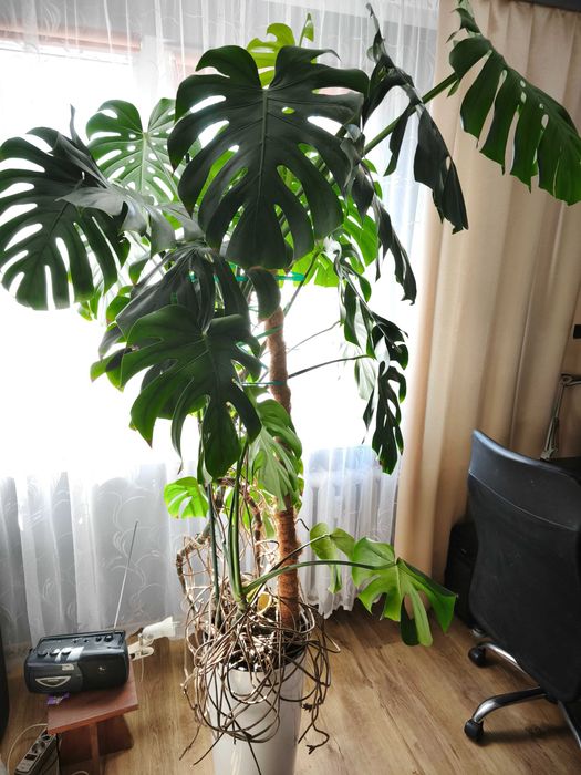 Kwiat Monstera wysokość 220 cm Kraków