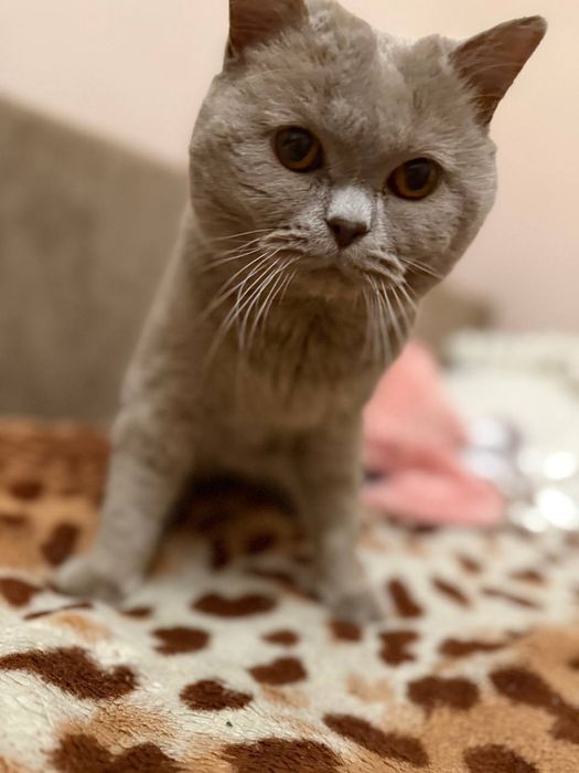 Британець шукає наречену на злучку