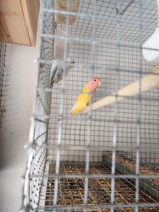 Agapórnis e Caturras