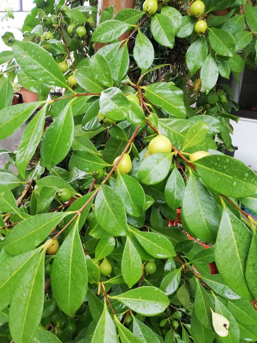 Red Guava Tree64740733953665122