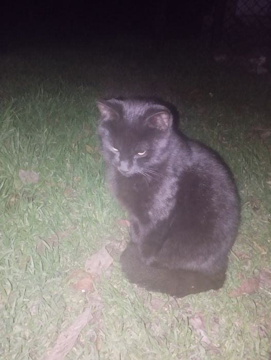 Котята ищут дом и любящих хозяев