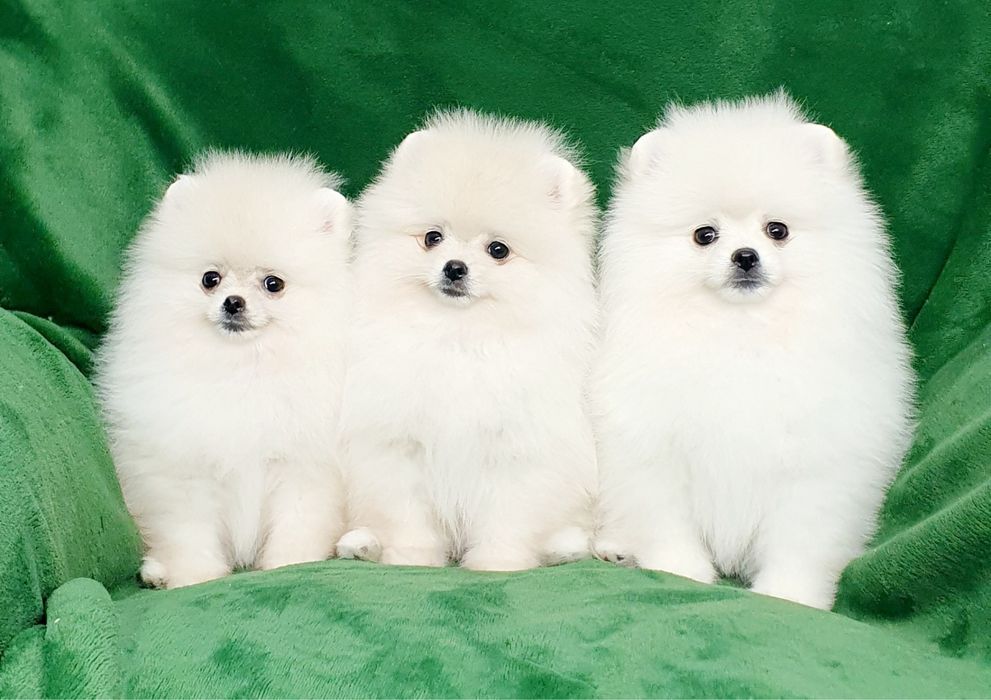 Міні хлопчики померанського шпіца