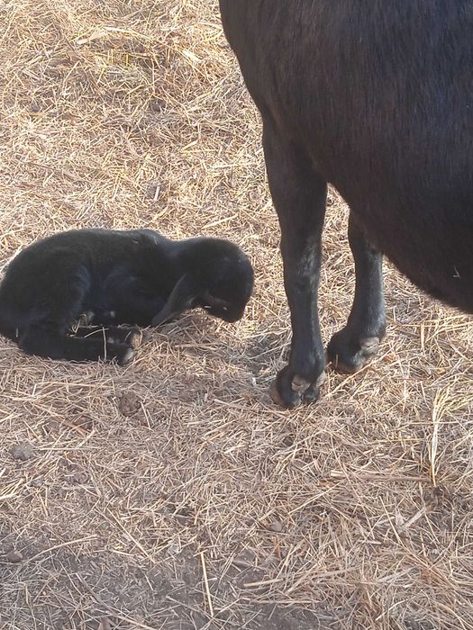 Продам козлят 100% Англо нуб э козочки та козлики