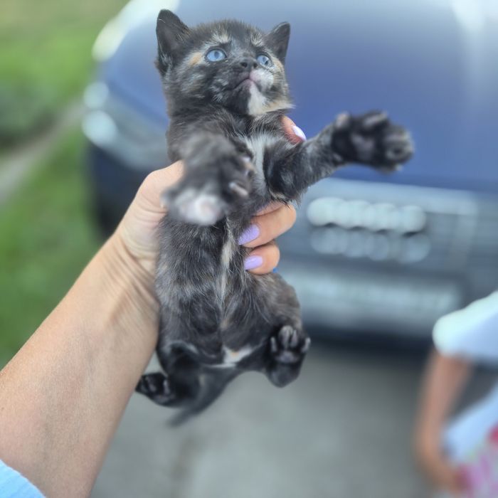 Мама сіамська, кошенята в добрі руки
