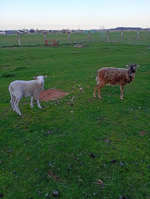 Sprzedam tryka texel