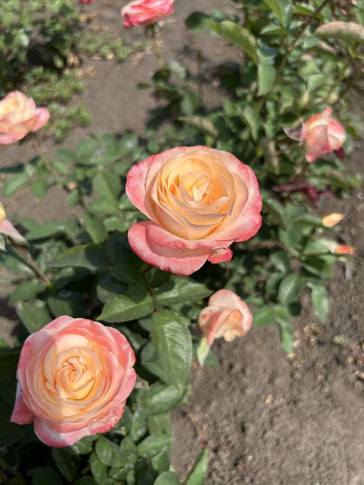 Набір троянд, 10 різних сортів 500грн