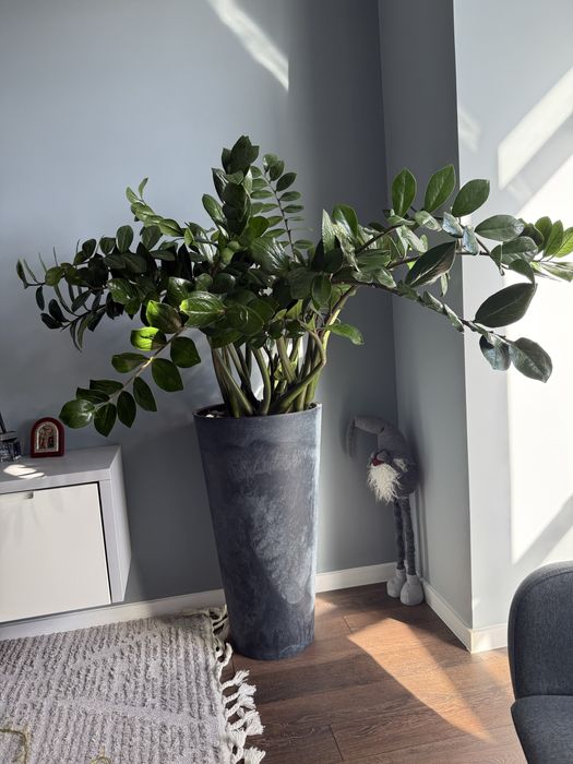 Вазон заміокулькас