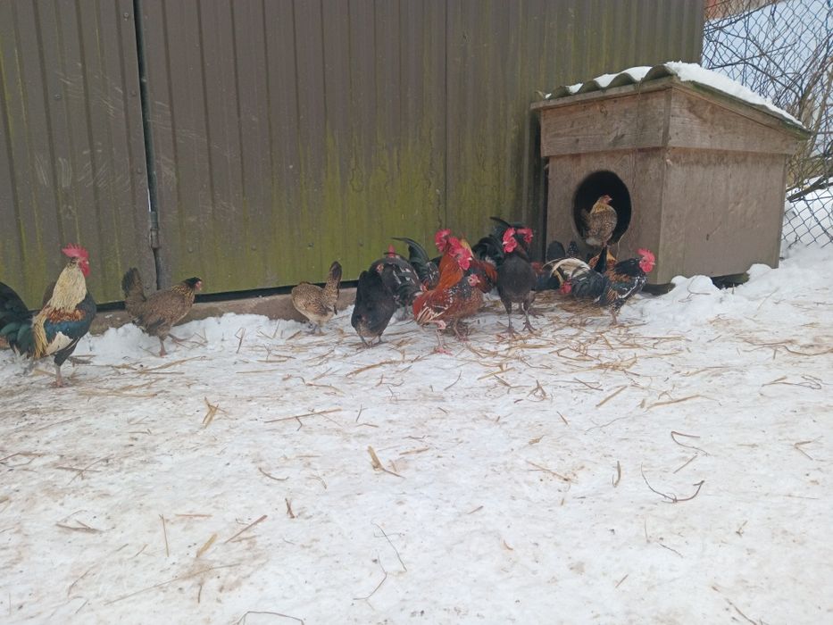 Карликові  Кури, БЕНТАМКИ  передаю автобусом