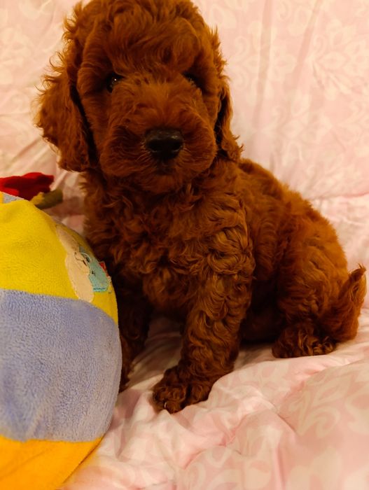 Пудель хлопчик Ред Браун
