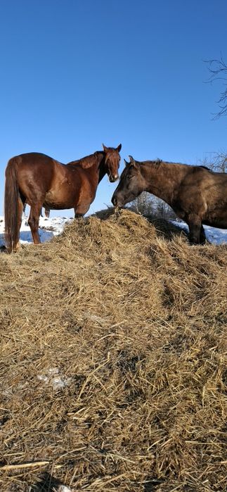 Sprzedam klacz 4 lata