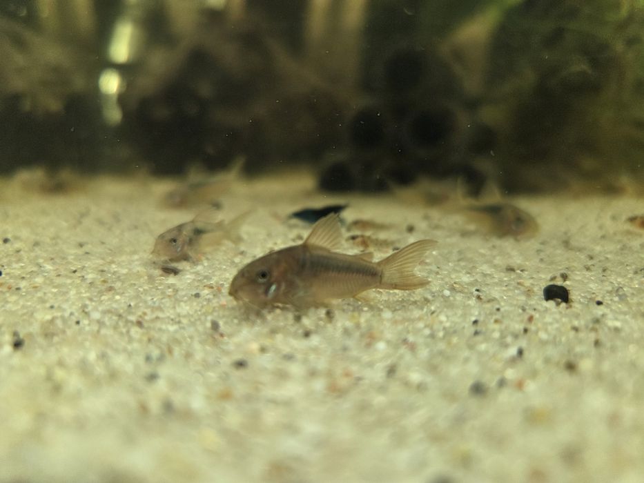 Kirysek Rdzawy młode 3cm WYSYŁKA