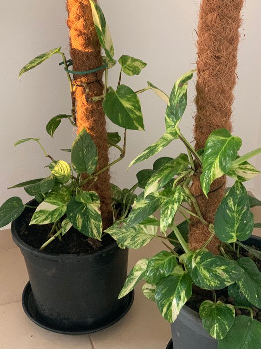 Plantas naturais de interior. Porte grande.