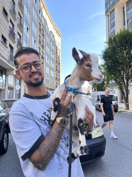 Cabrito ana com 6 meses