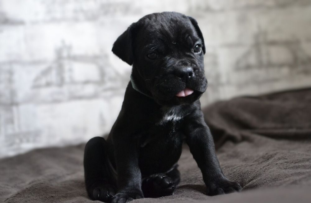 Цуценята  Кане корсо