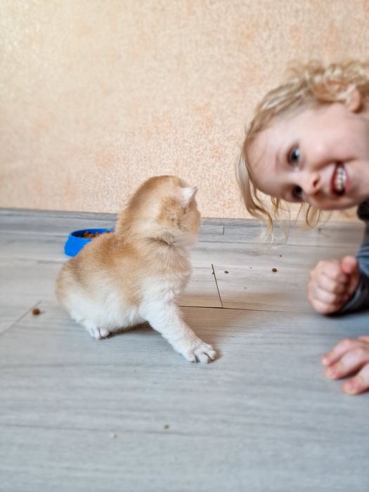 Розплідник Luxio Family пропонує дівчинку золоту шиншилу