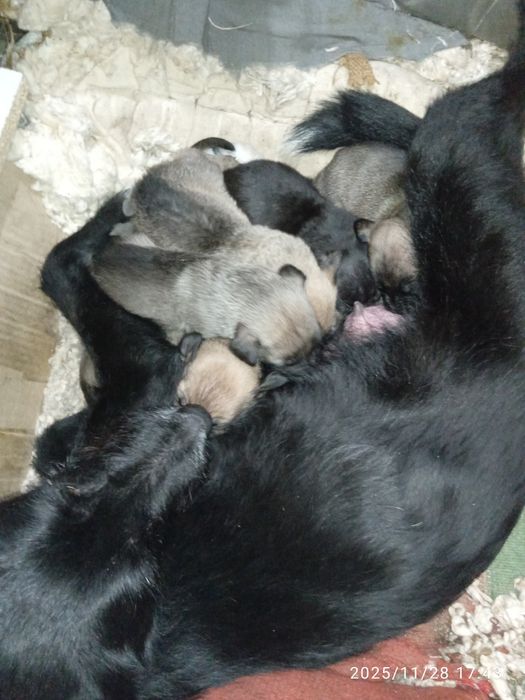 Щенята віддам 5 штук