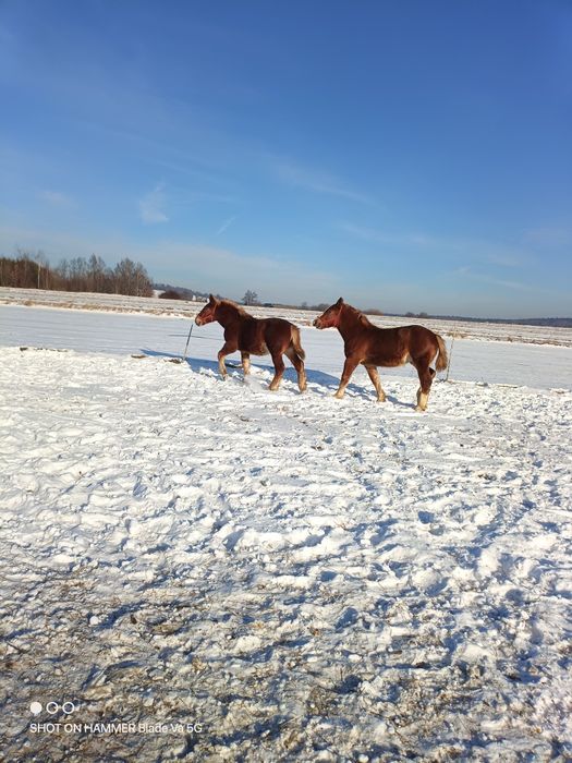 Sprzedam żrebaki w typie  Sztumskim 7 misięczne