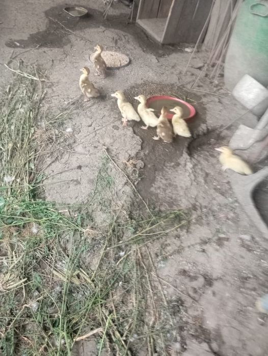 Продам маленьких каченят