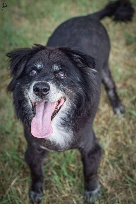 Piękny i bardzo kochany psiak musi znaleźć Dom! Czy Go znajdzie?