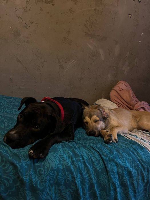 Amstaff do oddania za darmo