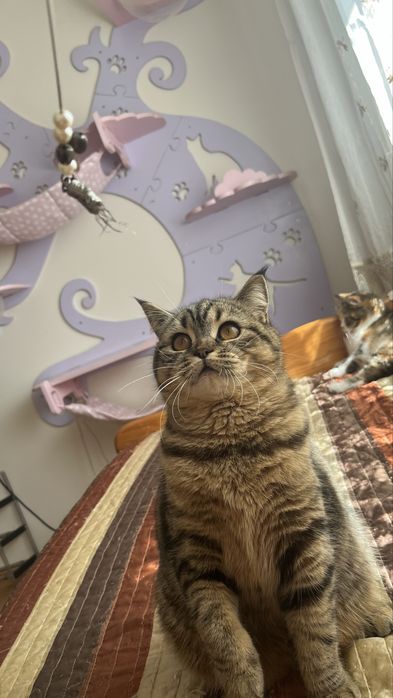 Femea Scottish straight