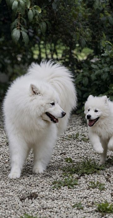 SAMOYED – wyjatkowa  suczka z Hodowli FLUFFY WHITE SMILES