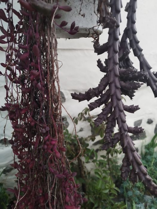 Planta em vasos de pendurar