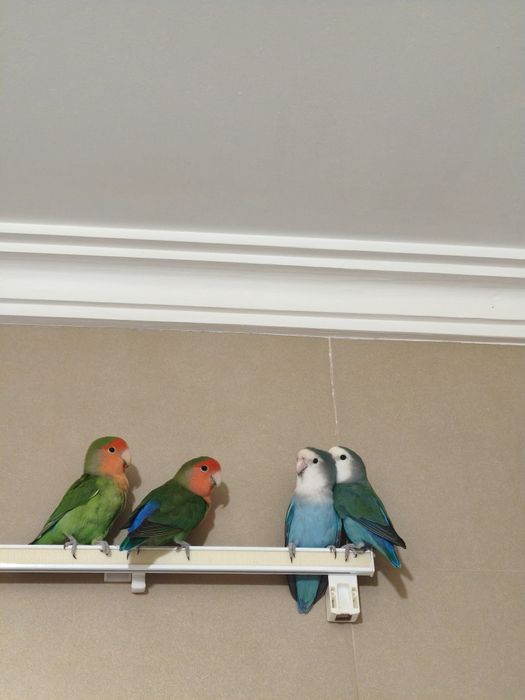 Bebés para criar à mão