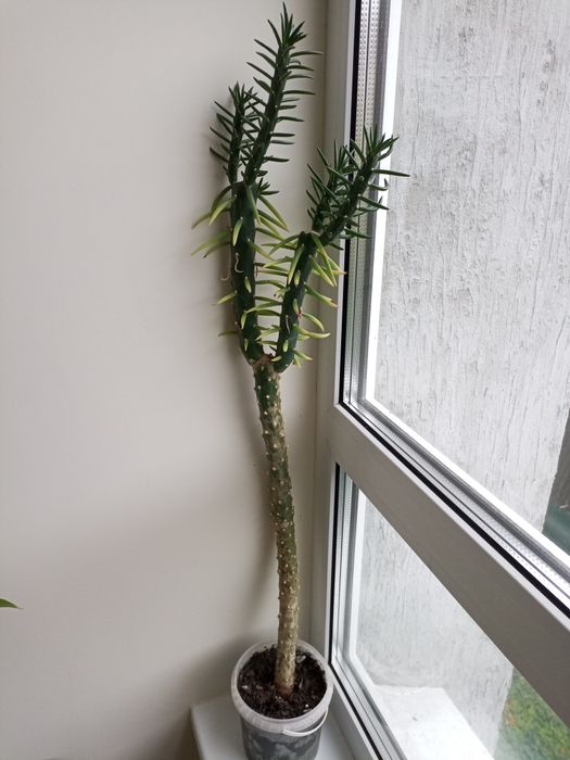 Аустроціліндропунція, невибаглива рослина