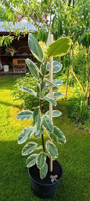 Фікус Тінеке (Ficus Tineke)