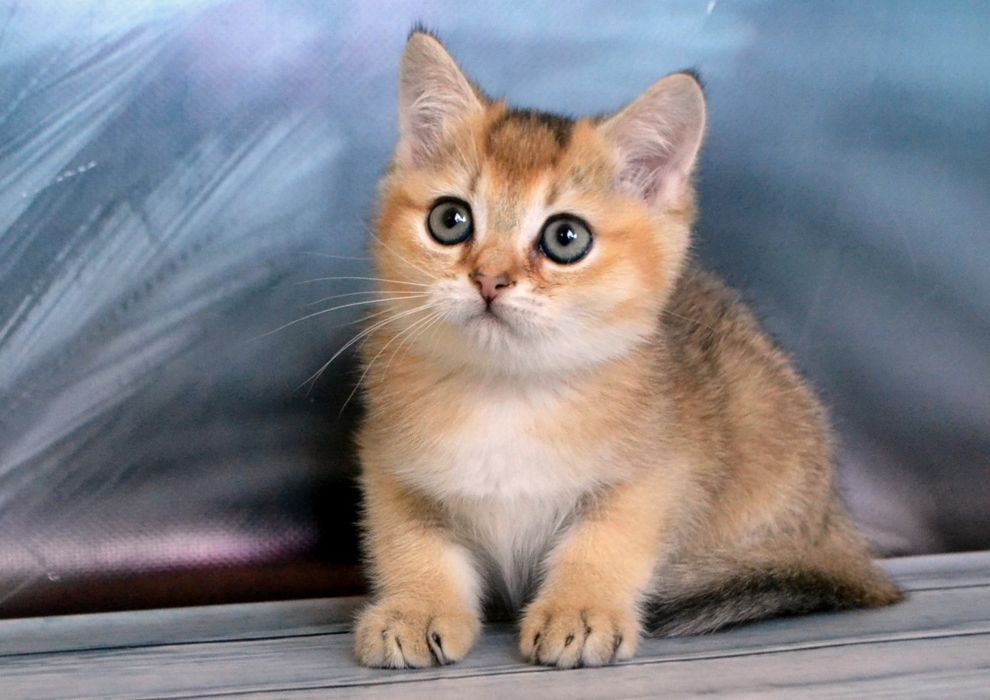Розкішний хлопчик золота шиншила