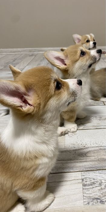 Вельш корг, малята