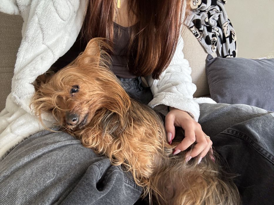 Pet Boarding - Hospedagem com segurança