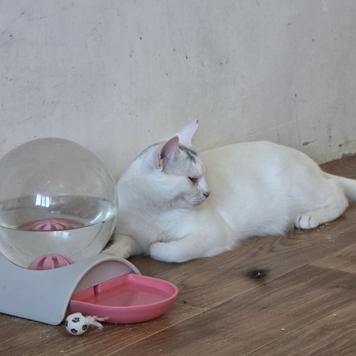 Білий котик белый кот