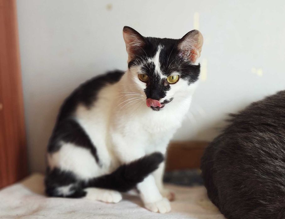 Гарна, незвичайна, екзотична кото-дівчинка Панді (4 міс.). Кошка