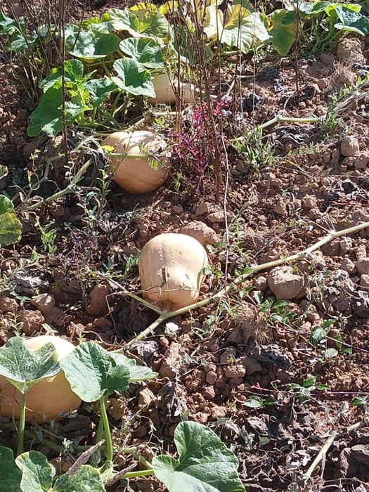 Abóbora  butternut