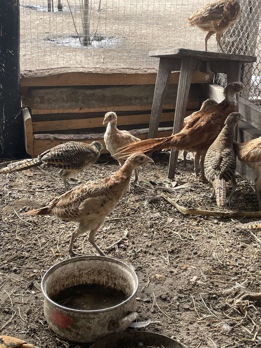 Фазани мисливські