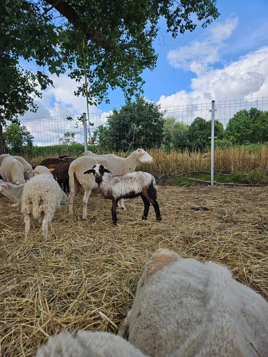 Owieczka owca świniarka mix jagnięta