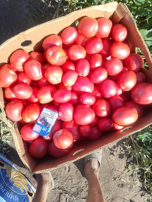 Продам помідор сорт Джолі