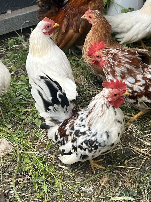 Koguty serama najmniejsze kurki swiata tegoroczne z naturalnego wylęgu