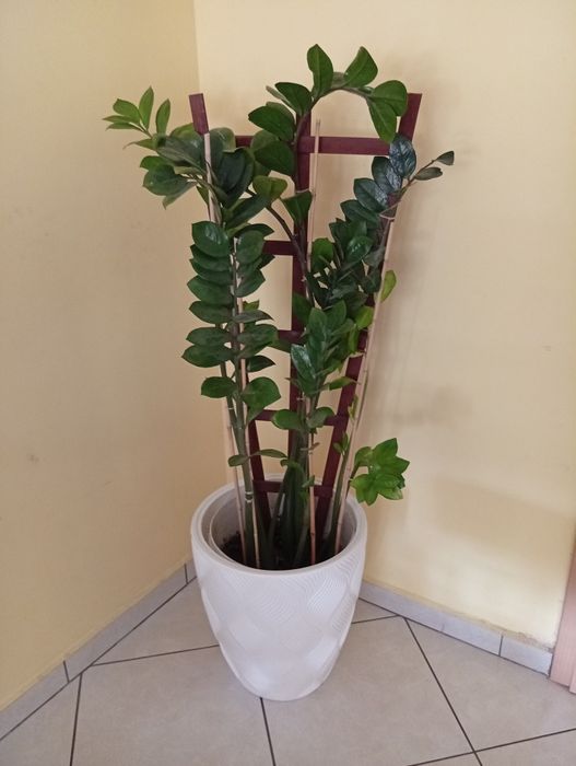 Zamiokulkas, zamia kwiat doniczkowy