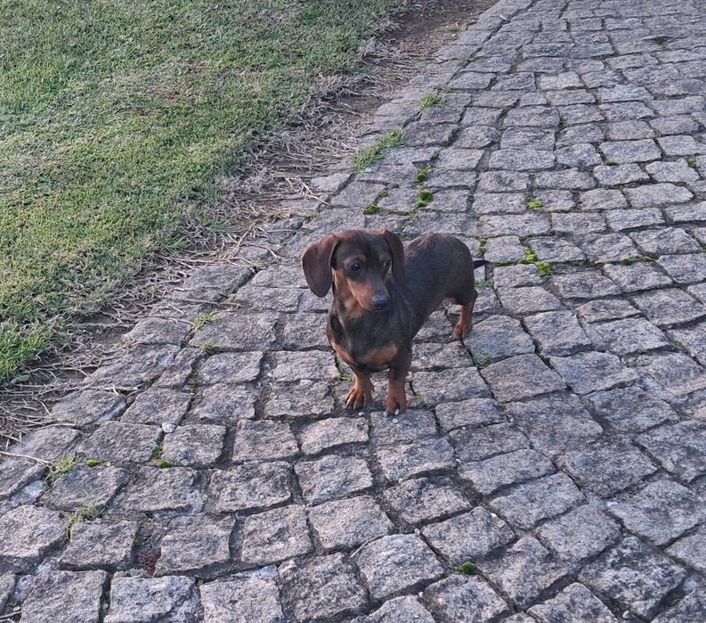 Teckel fêmea miniatura