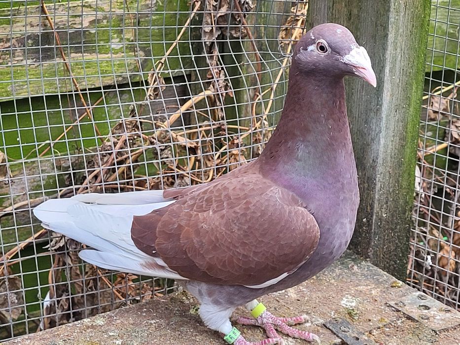 Gołębie staropolskie: samica 1