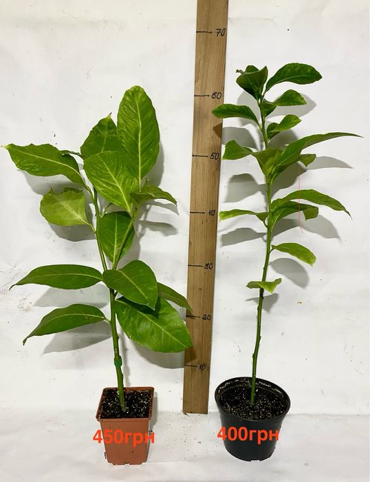 Цитруси , лимон, лайм, клементин, кумкват,  апельсин.