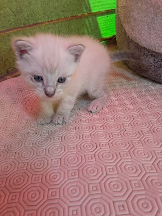 Gatinhos bebé para adoção