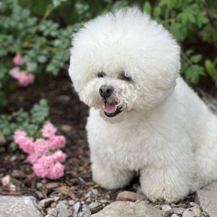 Chłopcy rasy Bichon Frise