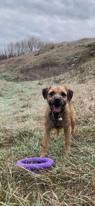 Border terrier Бордер тер'єр Бордер терьер
