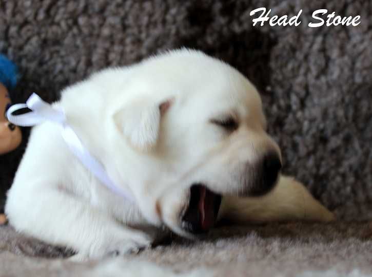 Лабрадор ретривер